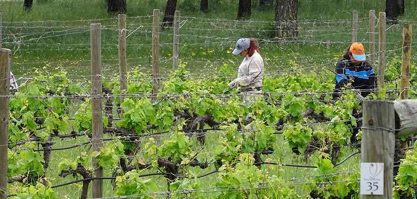 Arbeiter im Weinberg bei der Rebenpflege, umgeben von grünen Blättern.