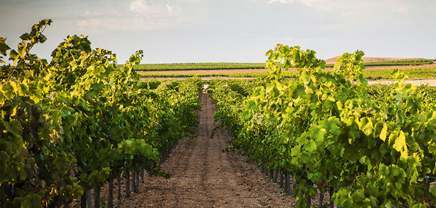 Weinreben im Sonnenlicht auf einem weitläufigen Weinberg.