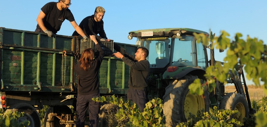 Menschen ernten Weintrauben und laden sie auf einen Traktor.