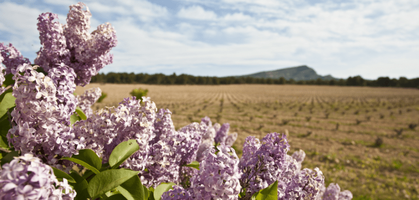Fliederblüten im Vordergrund, weites Feld und Berg im Hintergrund.