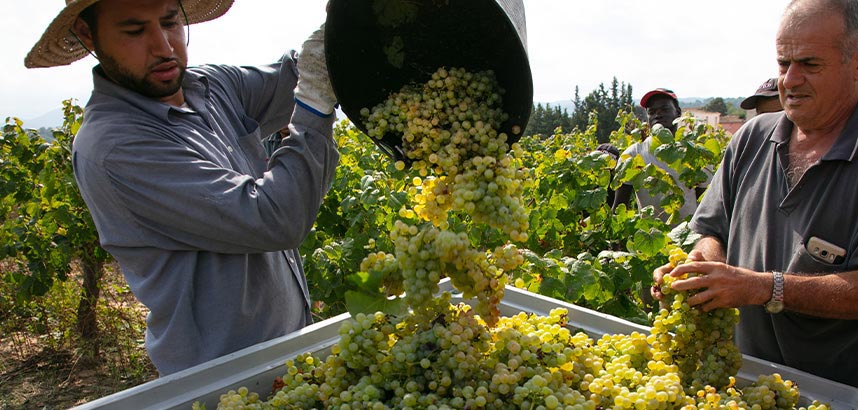 Zwei Männer ernten weiße Trauben in einem Weinberg.