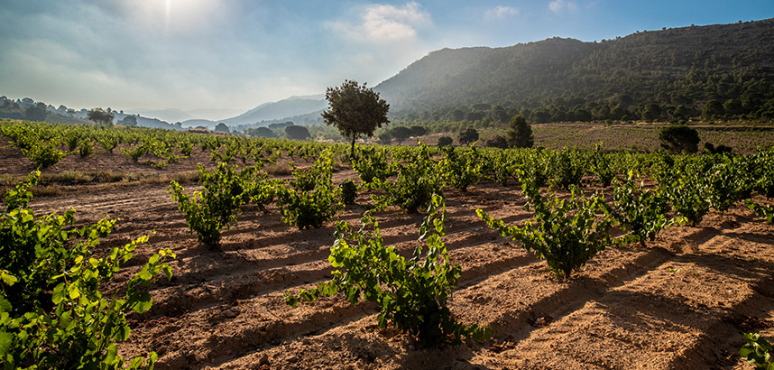 Weinberg im Sonnenschein, umgeben von Hügeln und blauem Himmel.