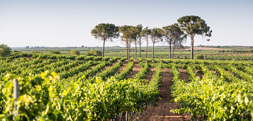 Weinberglandschaft mit Bäumen am Horizont und klarem Himmel.